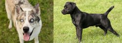 Shepherd Husky vs Patterdale Terrier - Breed Comparison