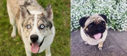 Shepherd Husky vs Pug - Breed Comparison