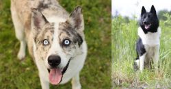 Shepherd Husky vs Russo-European Laika - Breed Comparison