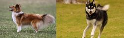 Shetland Sheepdog vs Alaskan Klee Kai - Breed Comparison