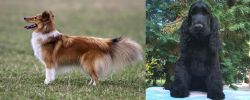 Shetland Sheepdog vs American Cocker Spaniel - Breed Comparison