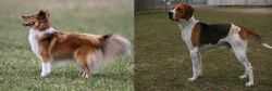 Shetland Sheepdog vs Anglo-Francais de Petite Venerie - Breed Comparison
