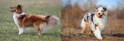 Shetland Sheepdog vs Australian Shepherd - Breed Comparison