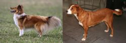 Shetland Sheepdog vs Austrian Pinscher - Breed Comparison