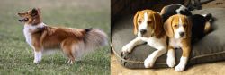 Shetland Sheepdog vs Beagle - Breed Comparison