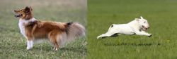 Shetland Sheepdog vs Bull Terrier - Breed Comparison