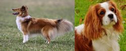 Shetland Sheepdog vs Cavalier King Charles Spaniel - Breed Comparison