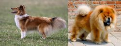 Shetland Sheepdog vs Chow Chow - Breed Comparison