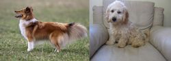 Shetland Sheepdog vs Cockachon - Breed Comparison