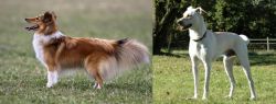 Shetland Sheepdog vs Cretan Hound - Breed Comparison
