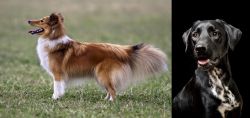 Shetland Sheepdog vs Dalmador - Breed Comparison