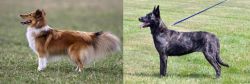 Shetland Sheepdog vs Dutch Shepherd - Breed Comparison