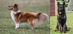 Shetland Sheepdog vs East German Shepherd - Breed Comparison