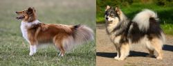 Shetland Sheepdog vs Finnish Lapphund - Breed Comparison