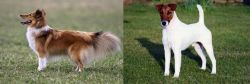 Shetland Sheepdog vs Fox Terrier (Smooth) - Breed Comparison