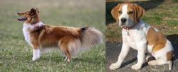 Shetland Sheepdog vs Francais Blanc et Orange - Breed Comparison