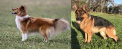 Shetland Sheepdog vs German Shepherd - Breed Comparison