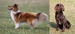 Shetland Sheepdog vs German Spaniel - Breed Comparison