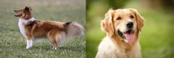 Shetland Sheepdog vs Golden Retriever - Breed Comparison