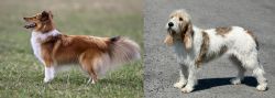 Shetland Sheepdog vs Grand Basset Griffon Vendeen - Breed Comparison