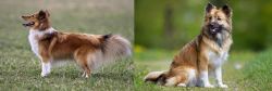 Shetland Sheepdog vs Icelandic Sheepdog - Breed Comparison