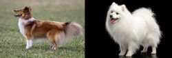 Shetland Sheepdog vs Japanese Spitz - Breed Comparison