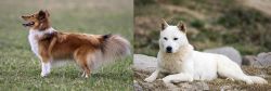 Shetland Sheepdog vs Jindo - Breed Comparison