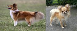 Shetland Sheepdog vs Long Haired Chihuahua - Breed Comparison