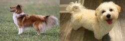 Shetland Sheepdog vs Maltipoo - Breed Comparison