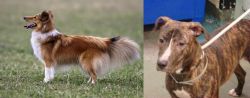 Shetland Sheepdog vs Mountain View Cur - Breed Comparison