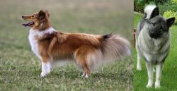 Shetland Sheepdog vs Norwegian Elkhound - Breed Comparison