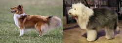 Shetland Sheepdog vs Old English Sheepdog - Breed Comparison