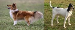 Shetland Sheepdog vs Petit Gascon Saintongeois - Breed Comparison