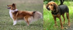 Shetland Sheepdog vs Polish Hound - Breed Comparison