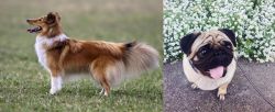 Shetland Sheepdog vs Pug - Breed Comparison