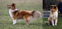 Shetland Sheepdog vs Rough Collie - Breed Comparison