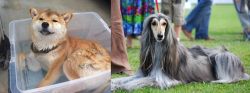 Shiba Inu vs Afghan Hound - Breed Comparison