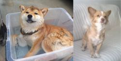 Shiba Inu vs Alopekis - Breed Comparison