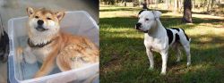 Shiba Inu vs American Bulldog - Breed Comparison