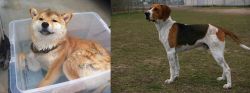 Shiba Inu vs Anglo-Francais de Petite Venerie - Breed Comparison