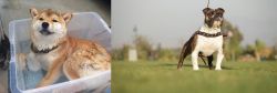 Shiba Inu vs Bantam Bulldog - Breed Comparison