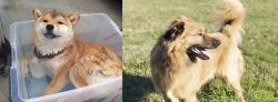Shiba Inu vs Basque Shepherd - Breed Comparison
