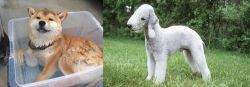 Shiba Inu vs Bedlington Terrier - Breed Comparison