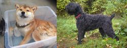 Shiba Inu vs Black Russian Terrier - Breed Comparison