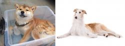 Shiba Inu vs Borzoi - Breed Comparison