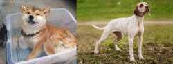 Shiba Inu vs Braque du Bourbonnais - Breed Comparison