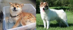 Shiba Inu vs Canadian Eskimo Dog - Breed Comparison