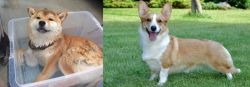 Shiba Inu vs Cardigan Welsh Corgi - Breed Comparison