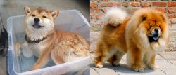 Shiba Inu vs Chow Chow - Breed Comparison