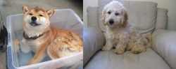 Shiba Inu vs Cockachon - Breed Comparison